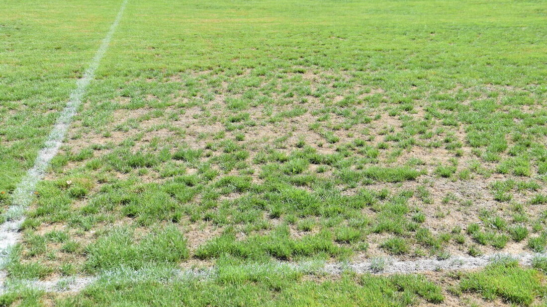 Fussballplatz Flums: Hier beschränkt man die Bewässerung auf das Notwendige.