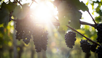 SCHWEIZ WEIN ERNTE MAIENELD
