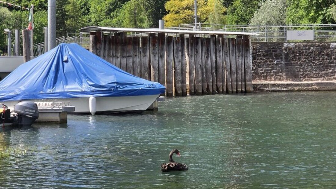 Der schwarze Schwan vom Walensee: Wunderschön, aber nicht willkommen. (Pressebild)