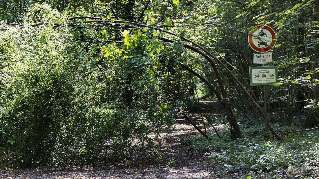 Warten im Wald: Drei junge «Pädo-Hunter» liessen einen Glarner lange im Wald warten, bevor sie ihn brutal überfallen. (Symbolbild: Keystone)
