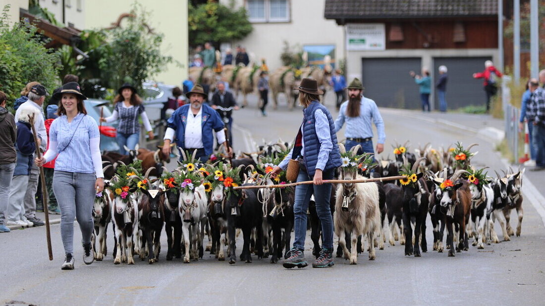 Spektakel: Die Melser Alpabfahrten. Bilder Ignaz Good