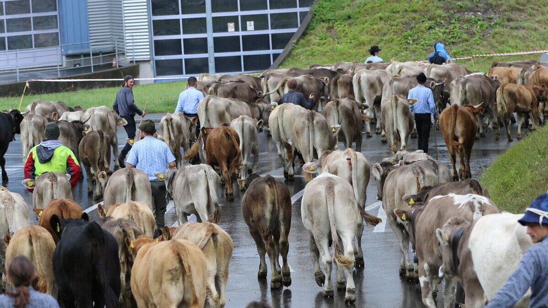 Spektakel: Die Melser Alpabfahrten. Bilder Ignaz Good