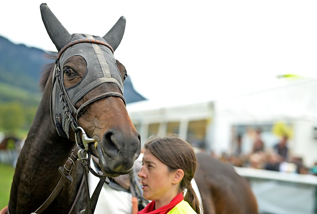 Stolzes Tier: Das Pferd wird von einer Betreuerin in Empfang genommen. (Bild Claudio Godenzi)