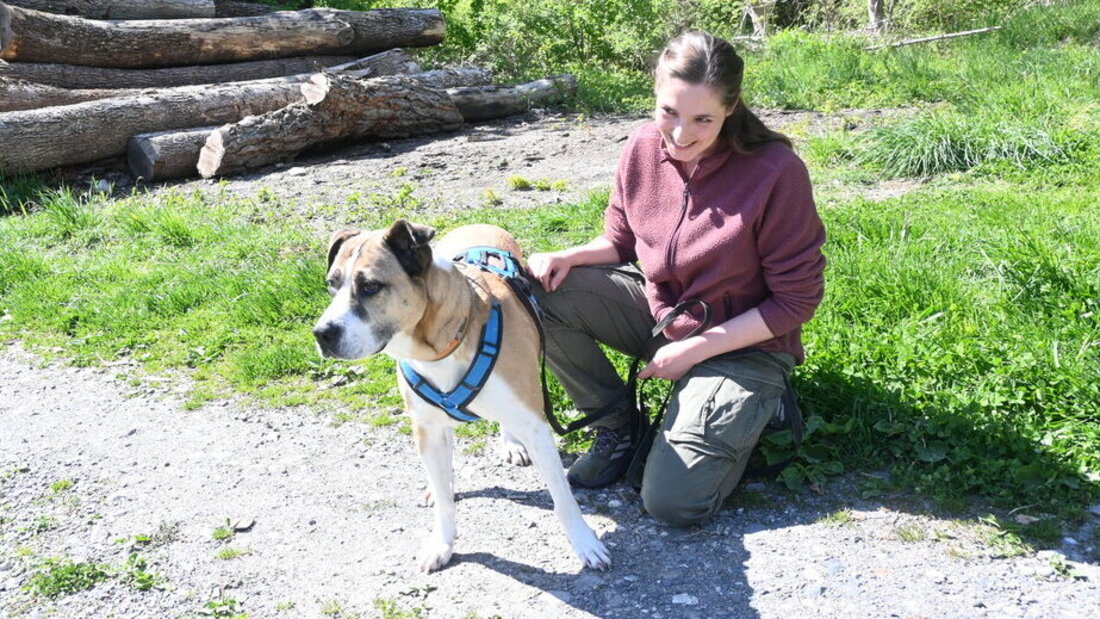 Einer der Vierbeiner, der im NF Dogshome leben und bereit wären für ein neues Zuhause: Die achtjährige Selina (im Bild mit Geschäftsführerin Anja Dockal-Poprat) wird mit viel Zuneigung betreut. (Bild: Patricia Hobi)