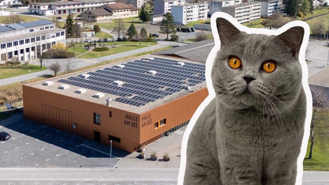 Katzenfans aufgepasst: An der Ausstellung in Walenstadt sind Büsis in allen Grössen und Farben zu sehen. (Pressebild)
