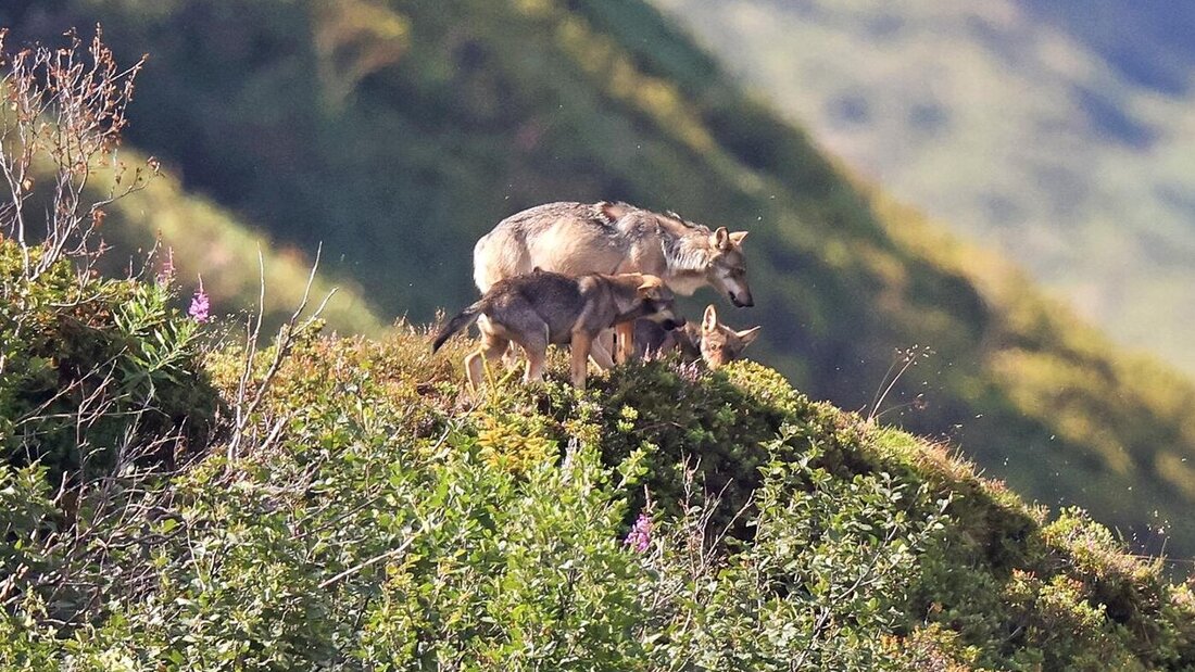 Im Unterengadin und am Heinzenberg: Gemäss Kanton gibt es drei neue Wolfsrudel in Graubünden. Das Bild zeigt eine Wolfsmutter mit Welpen in der oberen Surselva. (Archivbild: Ervin Monn/Bildagentur Monn)