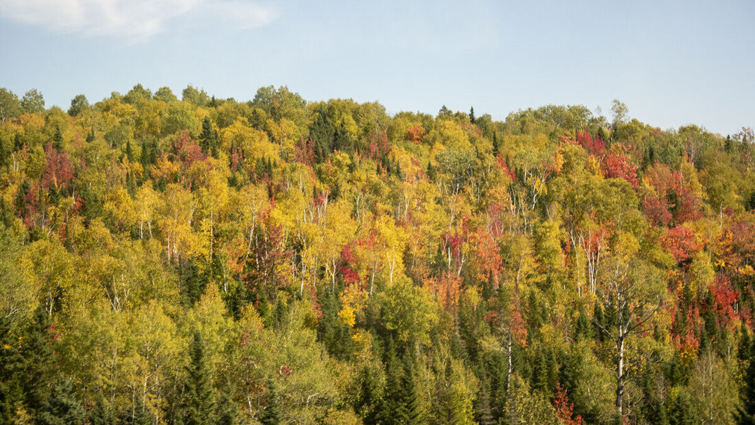 Magisch, rot, golden: Der Indian Summer schickt die ersten leuchtend roten Blätter; und es werden täglich mehr.
