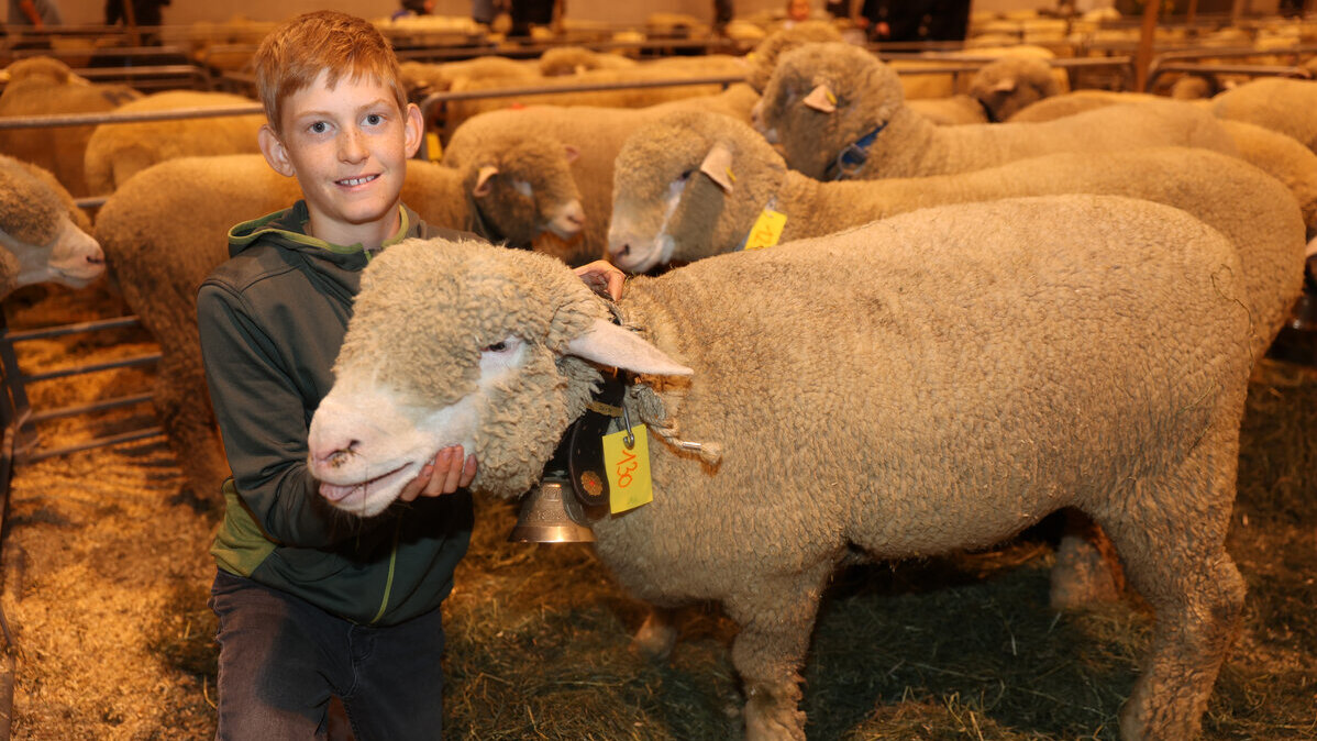 The sheep and rams are on the loose in Sargans