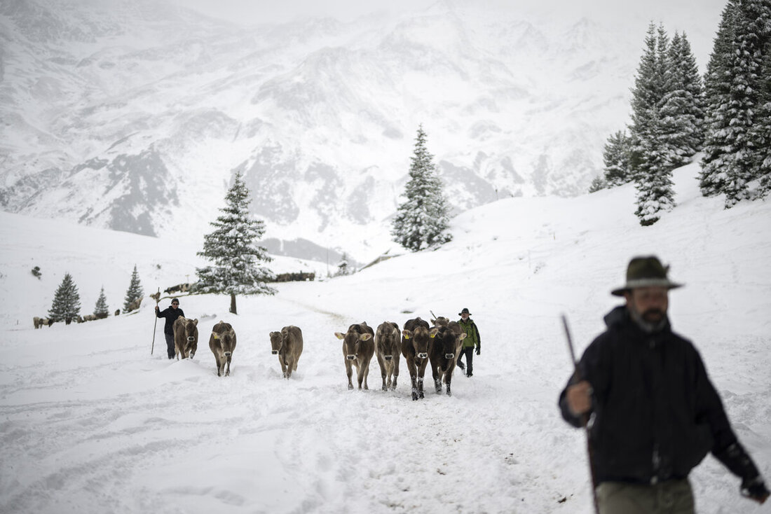 SCHWEIZ ALPABZUG CALFEISENTAL