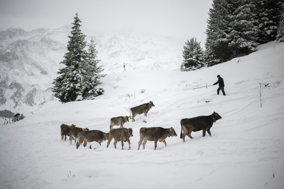 SCHWEIZ ALPABZUG CALFEISENTAL