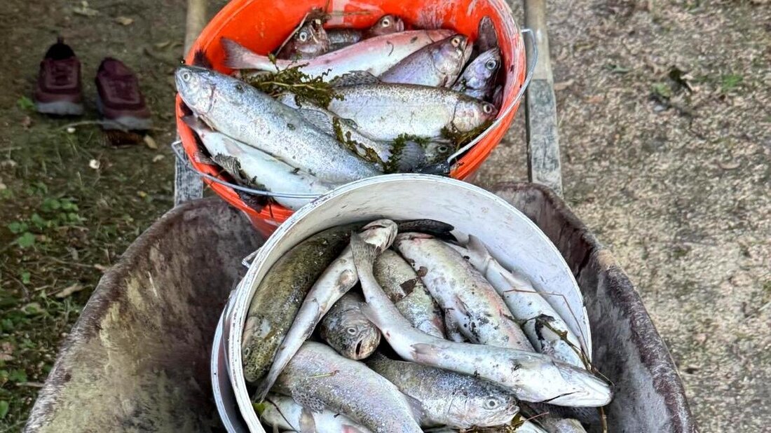 Todesfalle Fischzucht: In Benken müssen tote Fische derzeit kesselweise abtransportiert werden. (Pressebild)