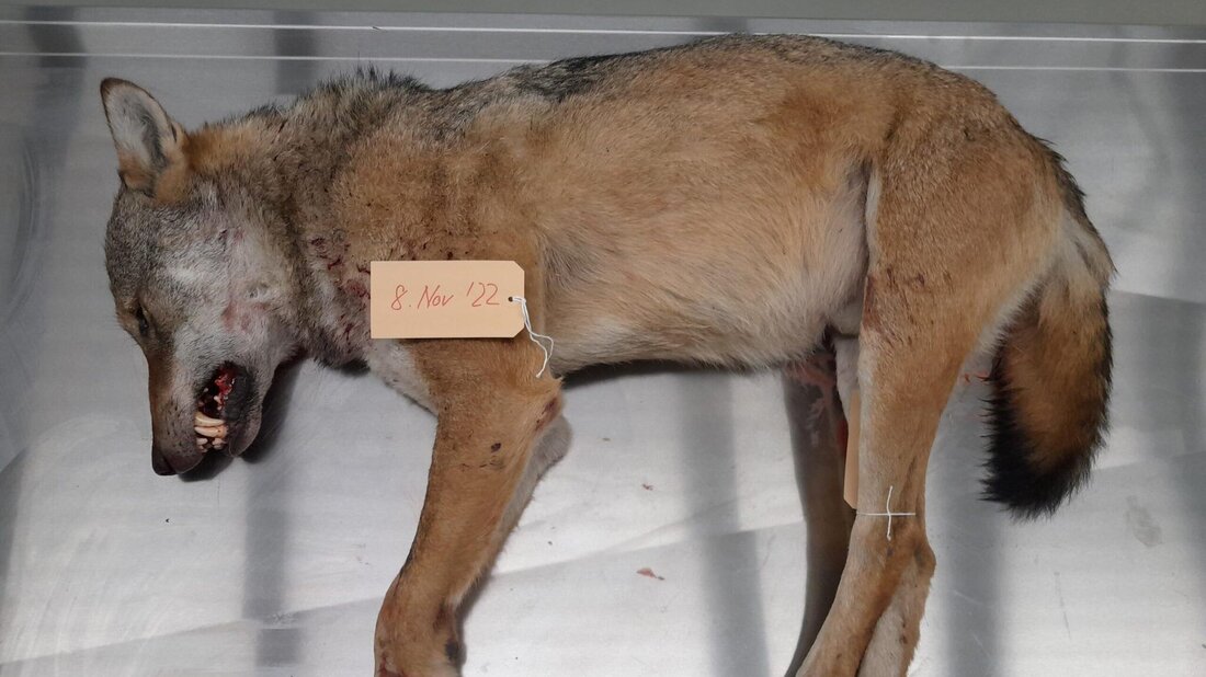 Kein Jungtier, sondern ein Leitwolf: Dieses Männchen des einstigen Beverinrudels wurde bereits vor vier Jahren erlegt. (Bild: Amt für Jagd und Fischerei Graubünden)