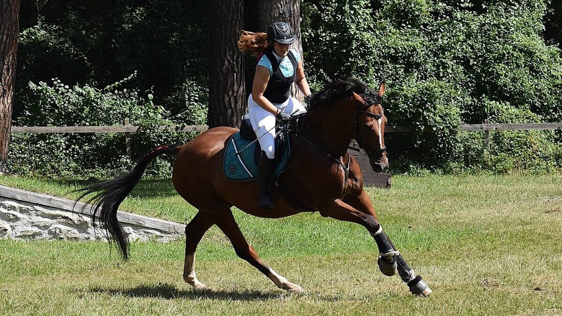 Impressionen von der Vereinsmeisterschaft des Reitvereins Gonzen. (Pressebild)