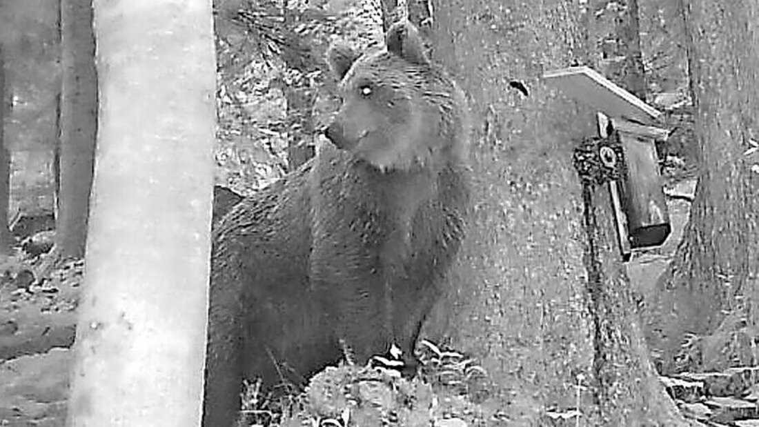 Von einer Fotofalle eingefangen: Beim Braunbären, der bei Brand in Vorarlberg geknipst worden ist, handelt es sich vermutlich um ein junges Männchen. (Pressebild)