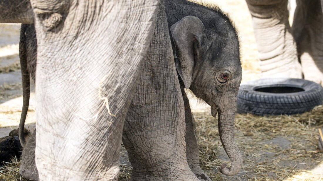 Mangelware: Aufgrund gestiegener Preise für Heu mussten die Elefanten in Knies Kinderzoo Rapperswil-Jona ihre Ernährung umstellen.
(Bild: Alexandra Wey/Keystone)