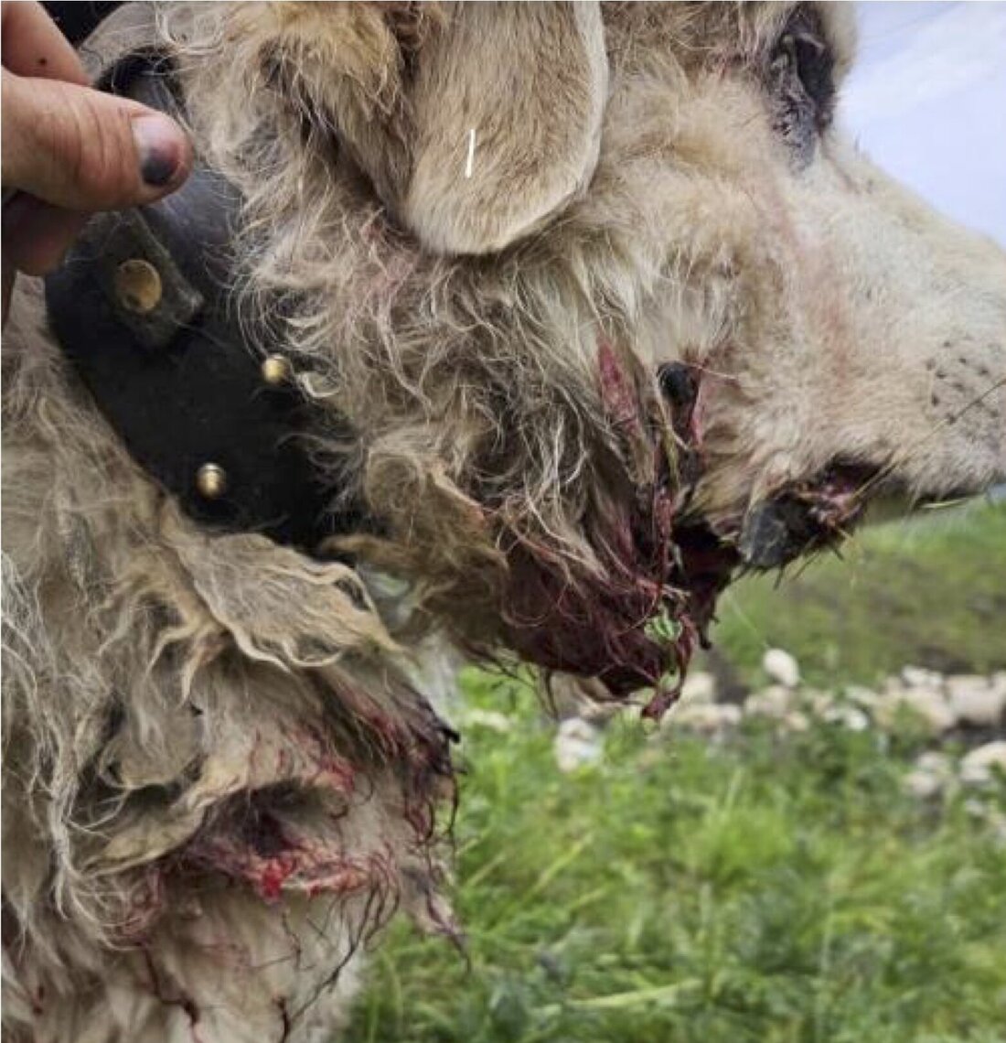 Verletzt: Herdenschutzhund Fly. (Pressebild)