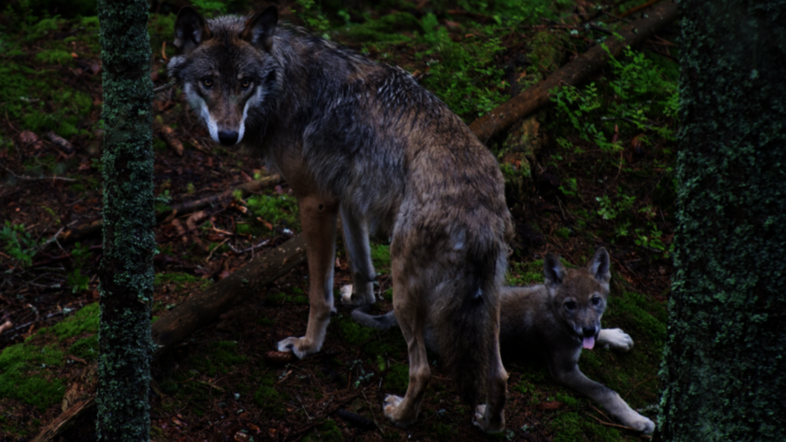 Wölfe im Weisstannental – aufgenommen im Sarganserland. (Symbolbild)