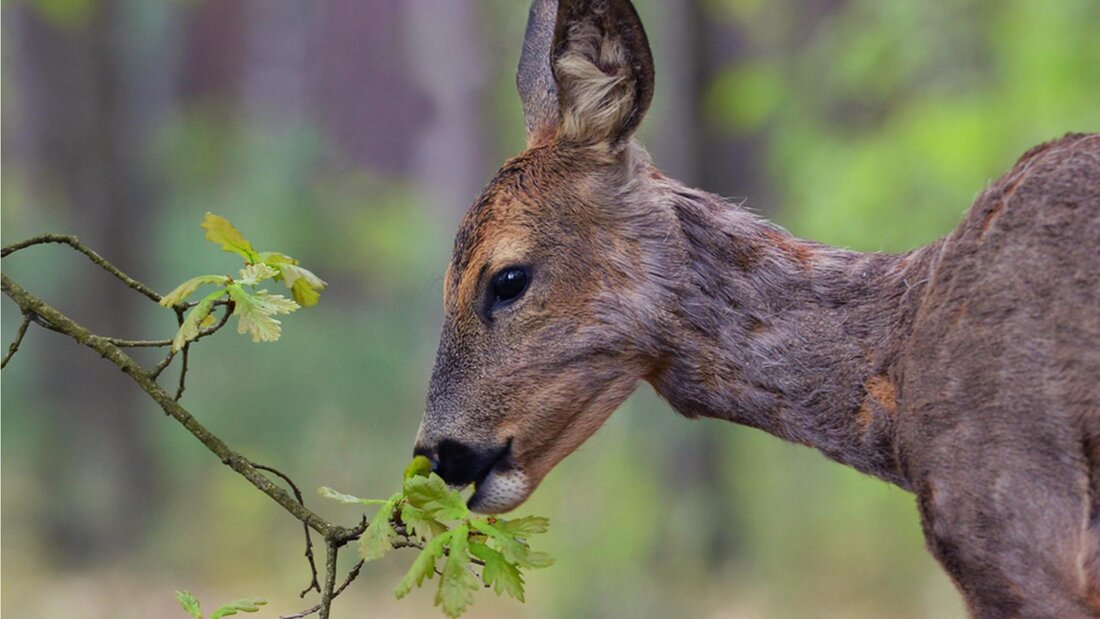 Die Tiere im Wald – im Sarganserland ein Thema, dass konstant für Emotionen sorgt. (Pressebild)