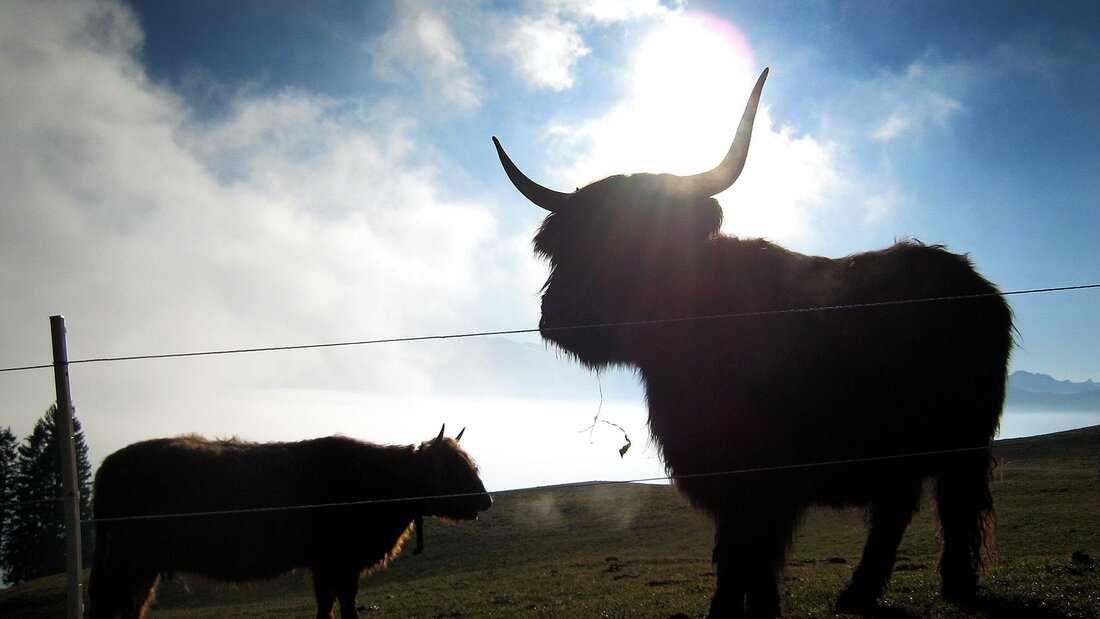 Schottische Hochlandrinder geniessen in der Nähe des Sarganserlandes die Sonne. (Bild: Keystone)