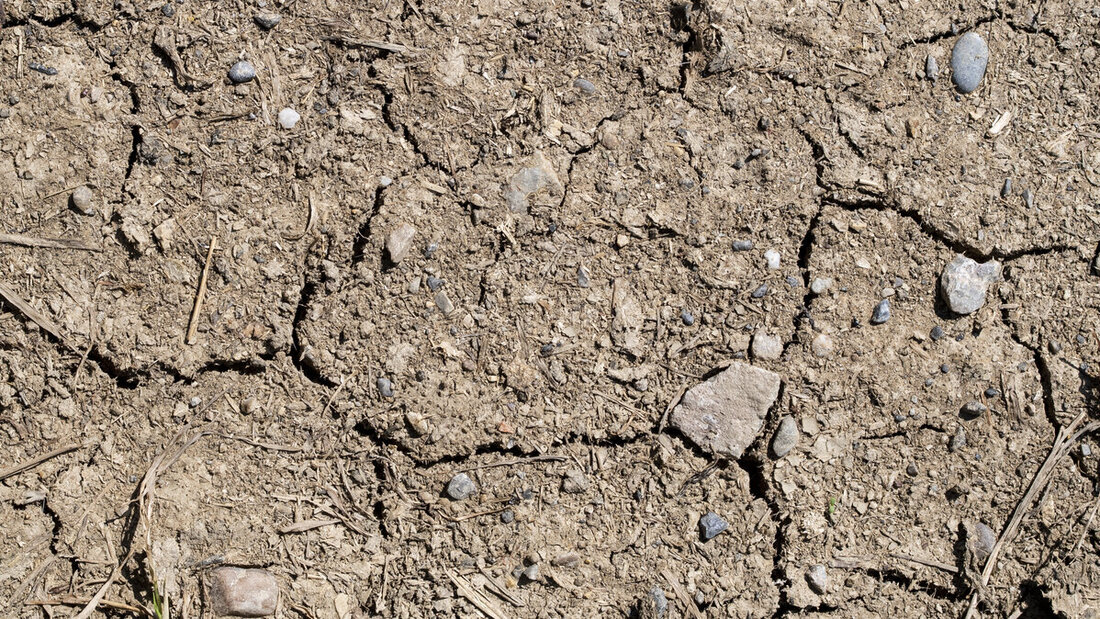 Zum Leid der Landwirte: Die grosse Trockenheit des Sommers sorgt für Ernteausfälle, höhere Produktionskosten (Bewässerung, Futterkauf) und Futtermangel. (Symbolbild: Keystone)
