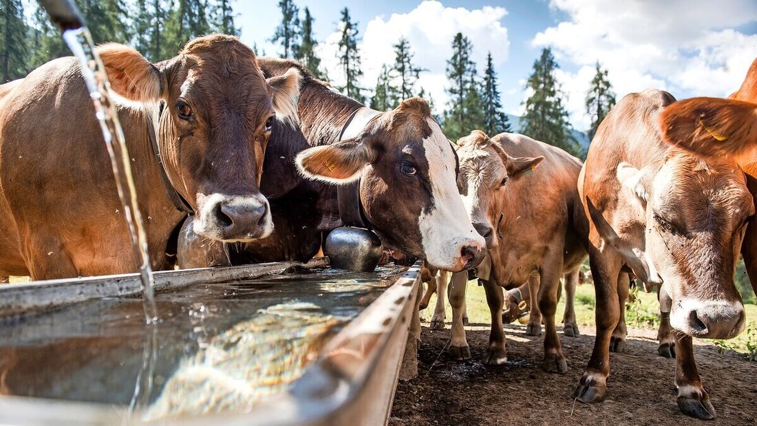 Rülpst die Kuh, leidet das Klima: Bei jedem Bäuerchen des Viehs entweicht Methan und wer Gülle ausbringt, setzt auch Lachgas frei. (Bild: Olivia Aebli-Item)