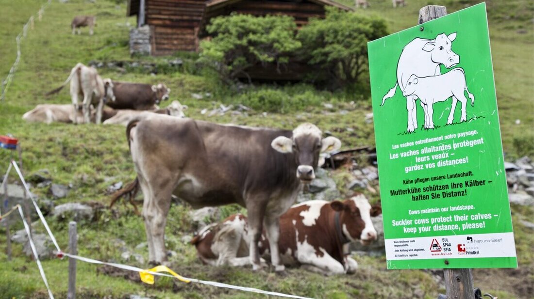 Kühe auf der Alp: Wanderer sollten wissen, wie ihnen zu begegnen ist. (Symbolbild: Keystone)