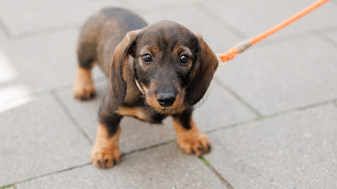 Halterpflichten: Hunde müssen gemeldet, registriert und gechippt werden. (Symbolbild: Keystone)