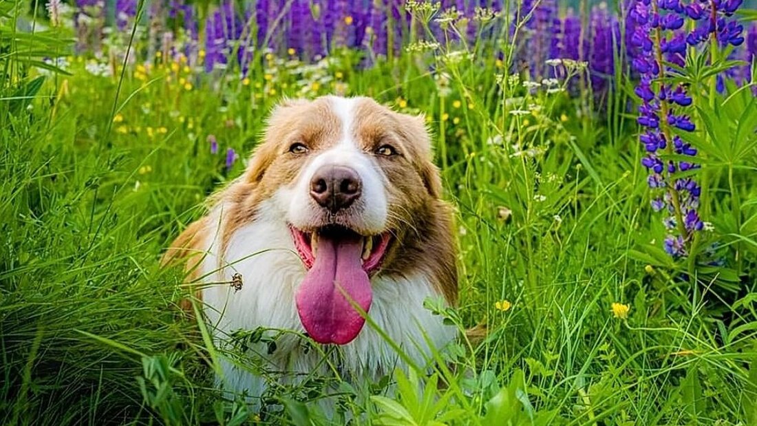 Wohlbehalten aufgefunden: Dr. Peter Dobias ist froh, Pax nach seinem Verschwinden am Pizol zurückzuhaben. (Bilder Instagram «drdobias») 28310_28308.jpg