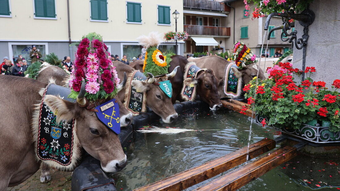 Spektakel: Die Melser Alpabfahrten. Bilder Ignaz Good