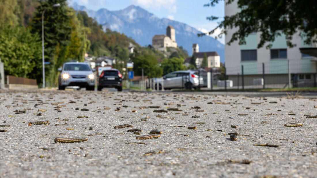 (Bilder: Gianluca Volpe)