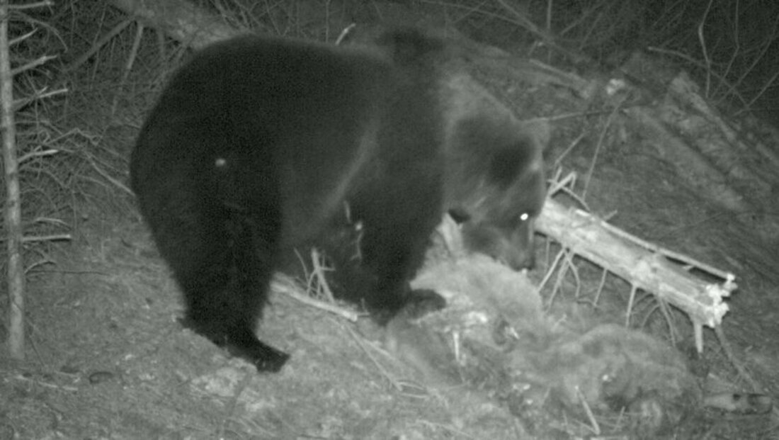 Möglichst heimlich: Bären sind in der Dämmerung und nachts unterwegs, wo sie meist ungestört sind. Im Bild das Männchen JJ3, das 2007 und 2008 das Albulatal durchstreifte. (Bild: Archiv)