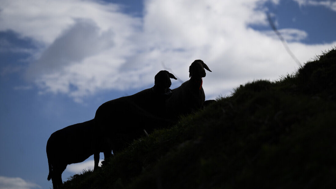SCHWEIZ HERDESCHUTZHUND PRUEFUNG