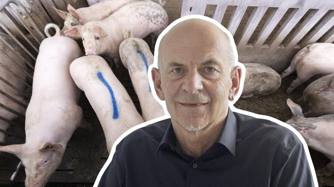 Das Tierwohl im Blick: «Glarus ist landwirtschaftlich geprägt, aber die Landwirtschaft ist sehr vielfältig – das ist eine echte Herausforderung», sagt Kantonstierarzt Giochen Bearth. (Bilder: Keystone, Corinne Thöni/Bildmontage: Marco Lüthi)