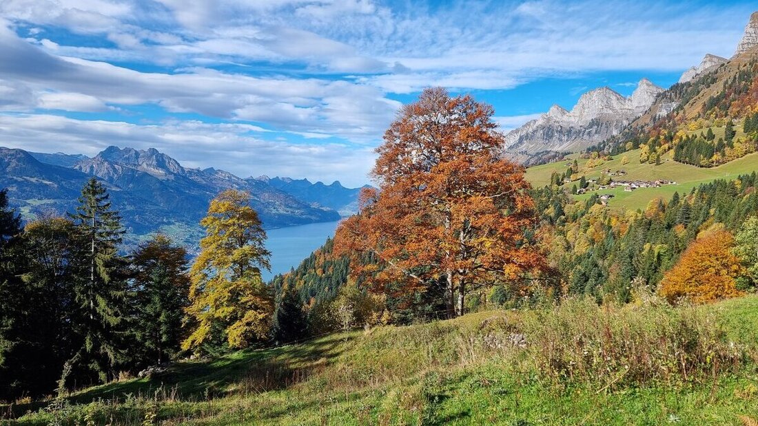 Ein Ahornbaum auf der Berschner Alp. (Thomas Aschwanden)