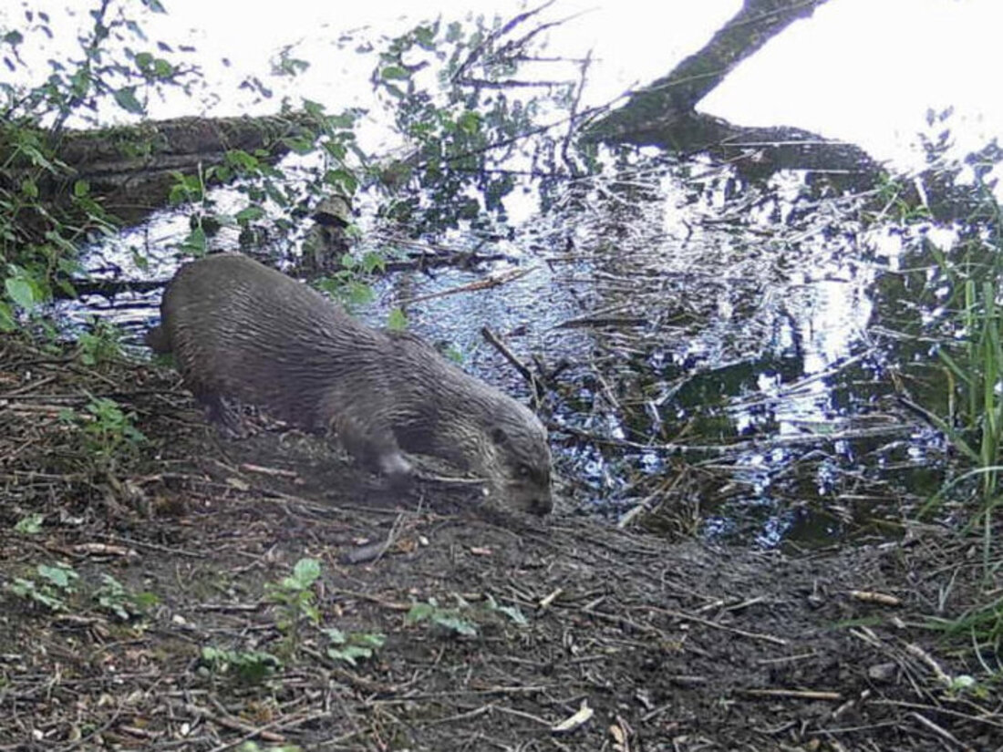 In die Fotofalle geraten: Der Fischotter breitet sich im Rheintal weiter aus. (Archivbild Amt für Natur, Jagd und Fischerei)