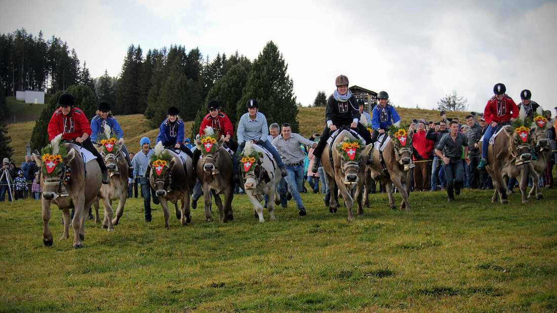 Packende Szenen: Am Kuhrennen wirds wieder spannend. (Archivbild)