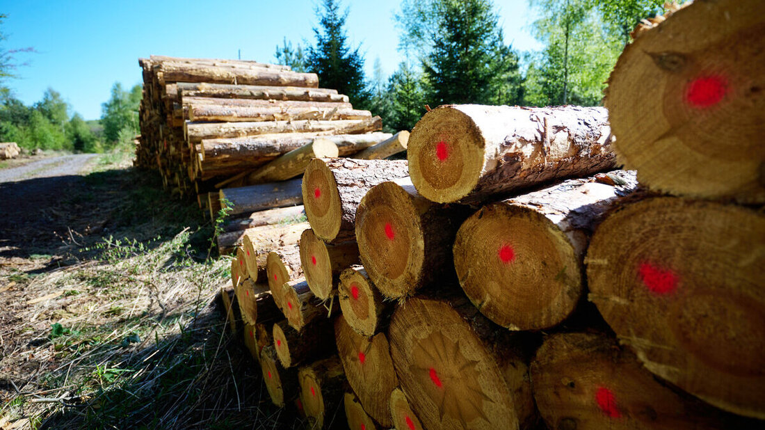 Im Fokus der Interpellation: Im Kanton St.Gallen wird Rundholz mit Pflanzenschutzmittel vor Schädlingen geschützt. (Symbolbild: Keystone)