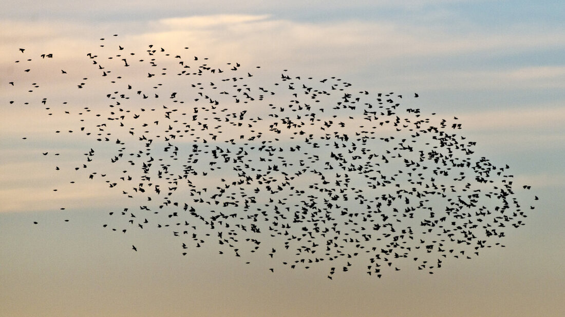Fliegen im Herbst gemeinsam in Richtung Süden: Stare auf ihrer Reise. (Bild: Michael Gerber)