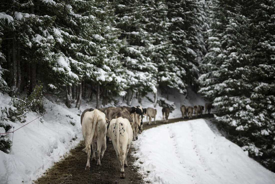 SCHWEIZ ALPABZUG CALFEISENTAL