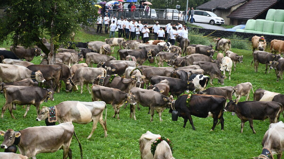 Vor dem Verlad auf die Viehtransporter Richtung Appenzellerland: Erholung nach dem Marsch in der Tremla.