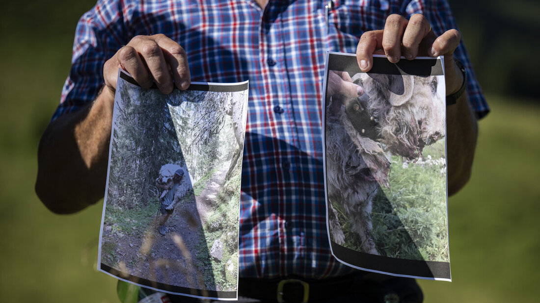 SCHWEIZ WOLFSRISSE ALP HALDE