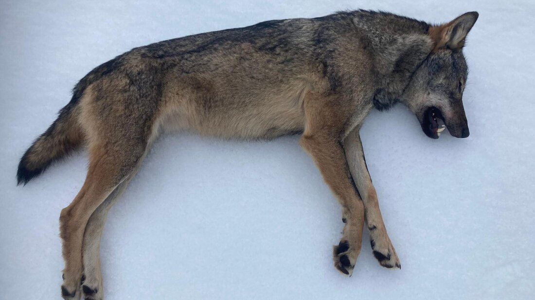 Zur Strecke gebracht: Der Leitwolf des sogenannten Lenzerhornrudels wurde vor drei Jahren erlegt. (Bild: Amt für Jagd und Fischerei Graubünden)
