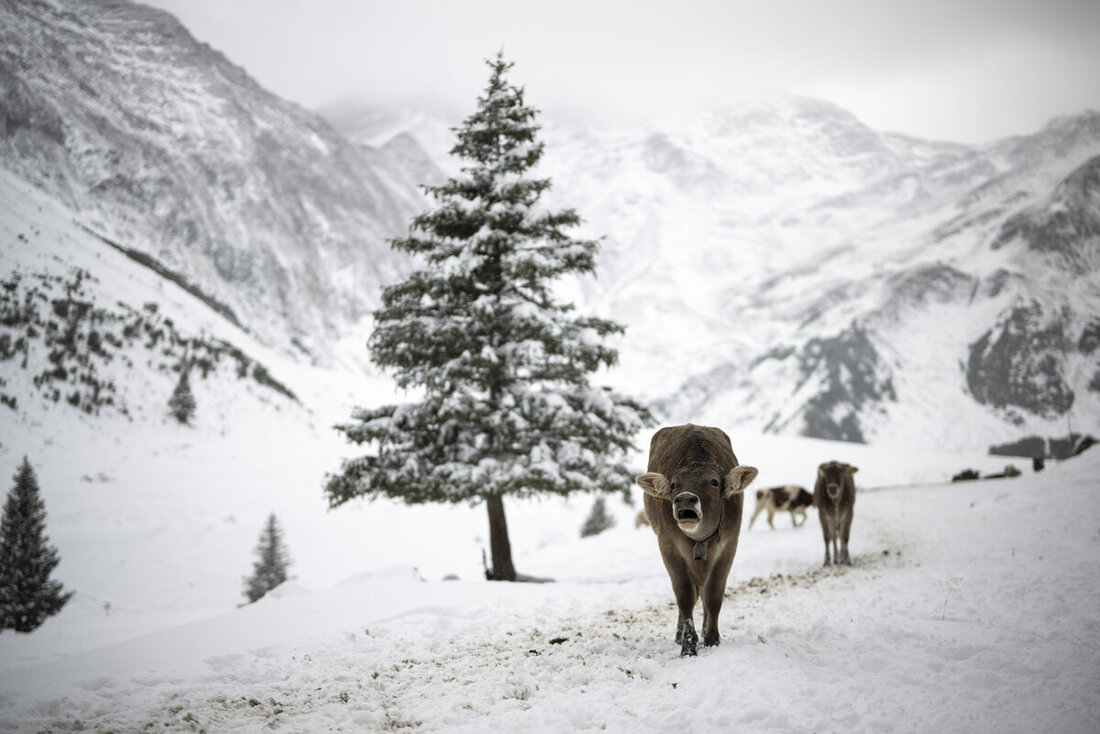 SCHWEIZ ALPABZUG CALFEISENTAL
