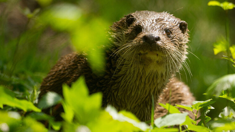 DEUTSCHLAND FISCHOTTER