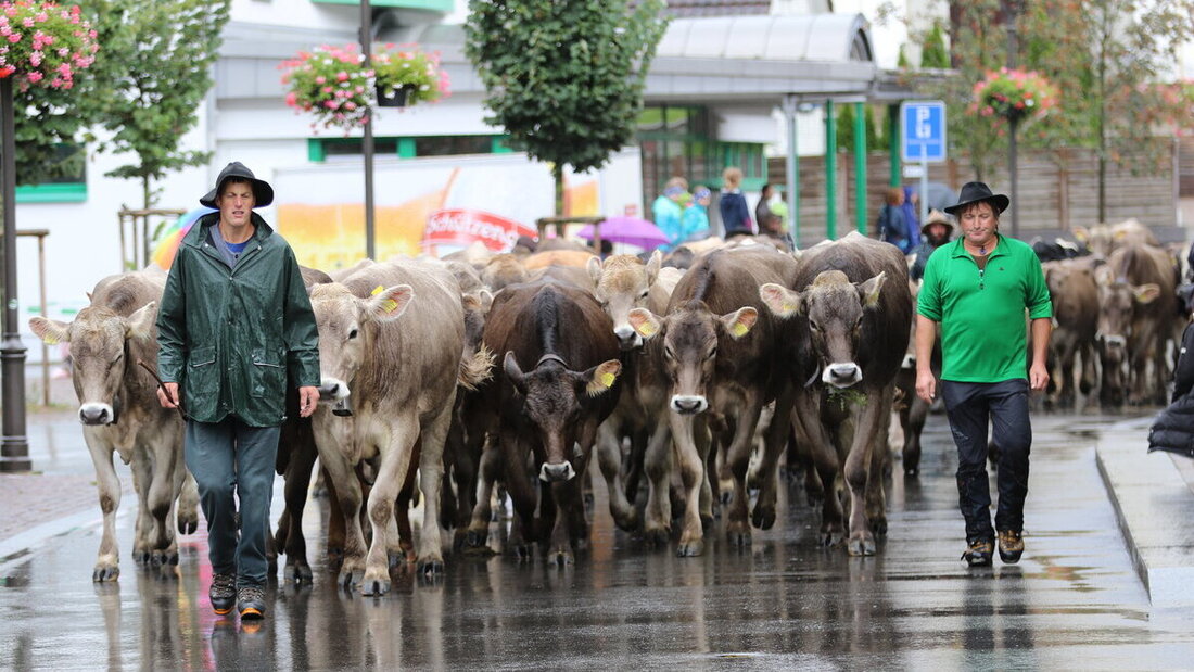 Spektakel: Die Melser Alpabfahrten. Bilder Ignaz Good