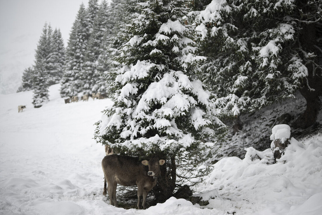 SCHWEIZ HERBST WINTER ALPABZUG