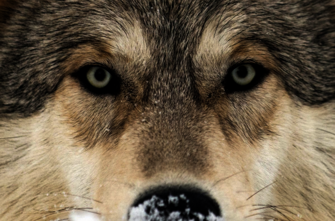 Freispruch für den Wolf: Ein Hund stand am Ursprung einer Panik, welche in einem Flumser Stall Ende Januar 30 Schafen das Leben gekostet hat. (Pressebild)