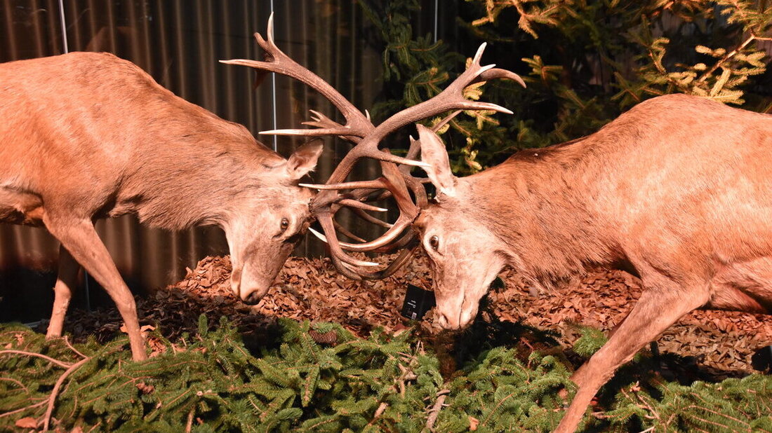 Duell: Diese beiden kamen sich ins Geweih und starben im Revier Grabs gemeinsam in einem Zaun; die Präparation erfolgte in der naturkundlichen Sammlung Liechtenstein.