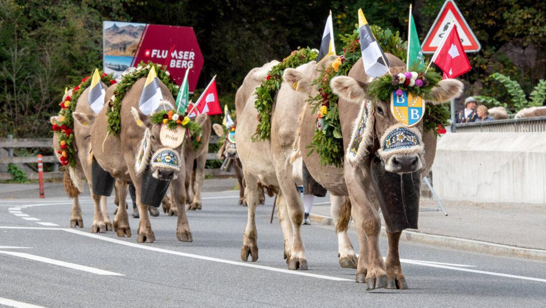 Heimgekehrt: Zahlreiche Tiere der beiden Flumser Alpen sind zurück im Tal. (Bilder: Severin Meli)