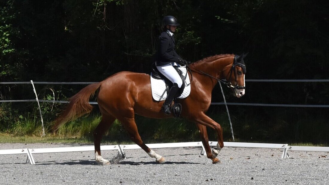Impressionen von der Vereinsmeisterschaft des Reitvereins Gonzen. (Pressebild)